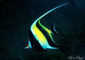 Moorish Idol/Photographed with a Canon 60 mm macro lens a... by Laurie Slawson 